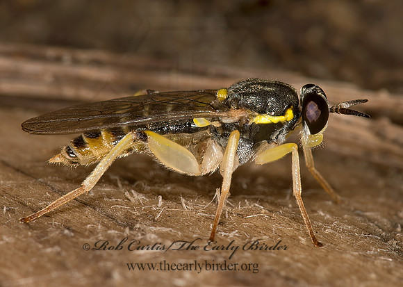 Solva pallipes  XYLOMYID FLY 9023930z