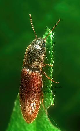 Hypnoidus abbreviatus 1110208z