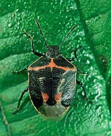 Cosmopepla lintneriana 182115z