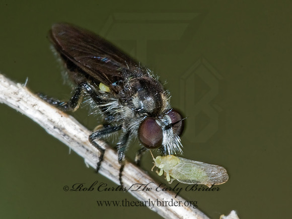 Holopogon sapphirus  STENOPOGONINAE ROBBER FLY 7009776z