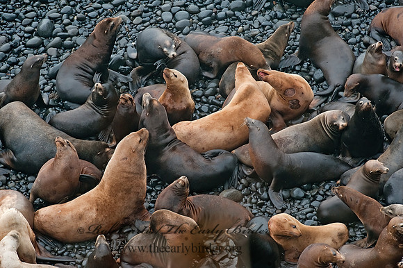 Zalophus californianus  CALIFORNIA SEA LION 8019761z