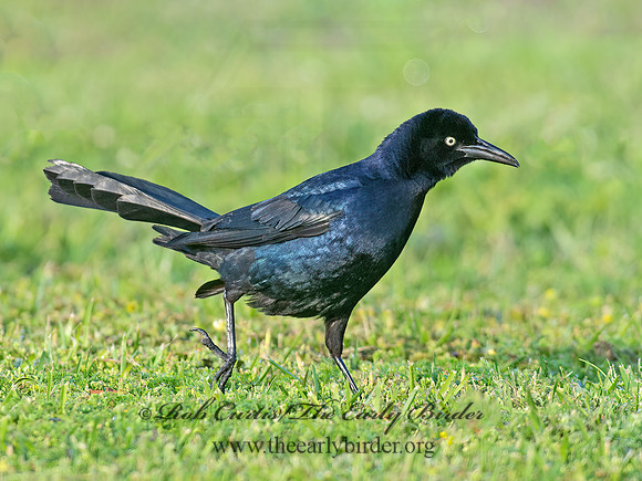 Quiscalus mexicanus  GREAT-TAILED GRACKLE 6038158z