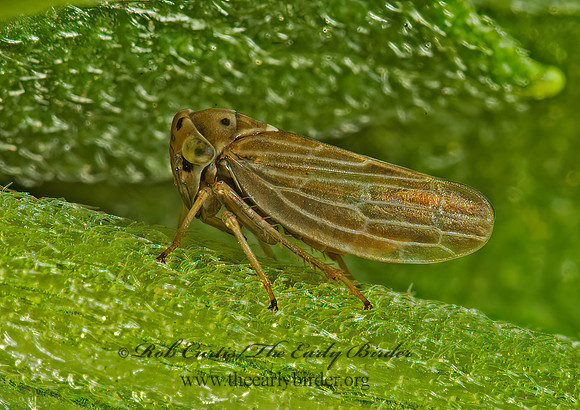 Agallia quadripunctata  4-SPOTTED CLOVER LEAFHOPPER 5010284z