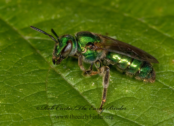 Augochlora pura  PURE GREEN AUGOCHLORA 3010175z