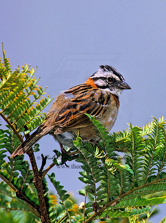 Zonotrichia capensis  RUFOUS-COLLARED SPARROW 205605z