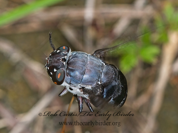 Cuterebra buccata  RABBIT BOT FLY 6011645z
