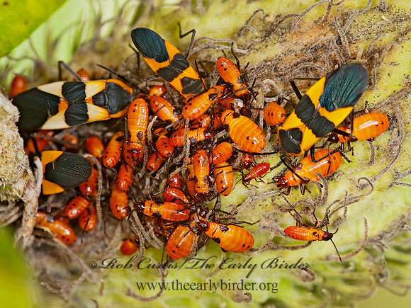 Oncopeltus fasciatus  LARGE MILKWEED BUG 8023440z