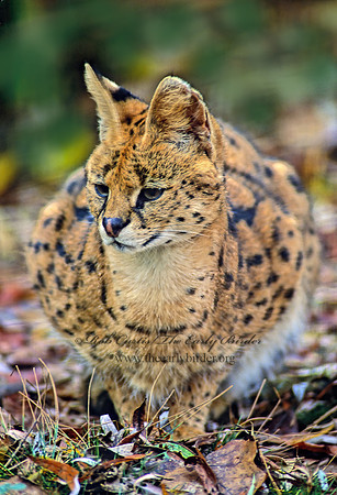 Leptailurus serval 160306z