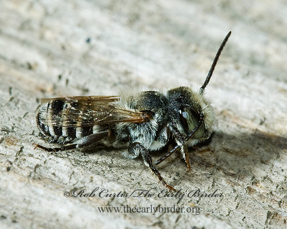 Megachile (Chelostomoides) campanulae  5002306z