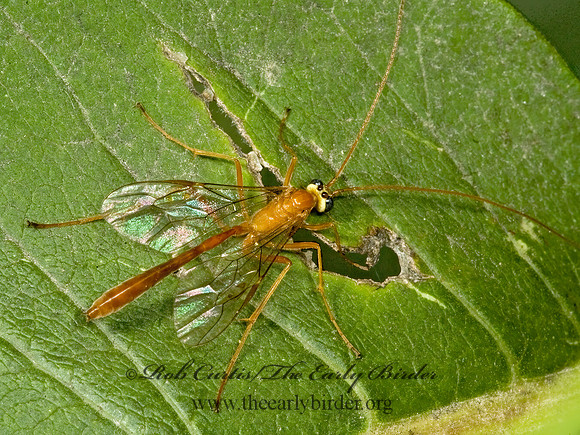 Enicospilus purgatus  OPHIONINAE ICHNEUMON 5015520z