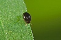Olibrus  SHINING MOLD BEETLE 5013709z