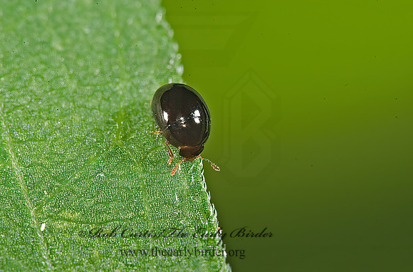 Olibrus  SHINING MOLD BEETLE 5013709z