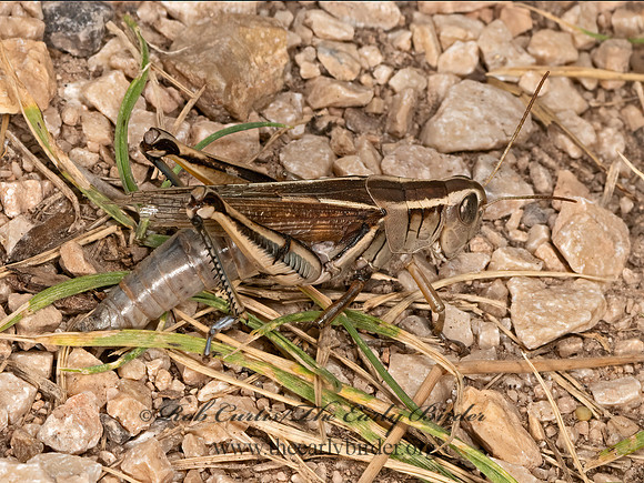 Melanoplus bivittatus  2-STRIPED GRASSHOPPER 3023718z