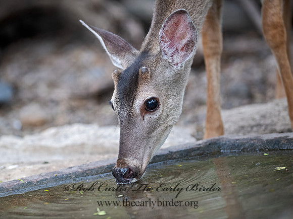 Odocoileus virginianus  WHITE-TAILED DEER 6039615z