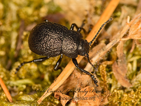 Timarcha intricata  CHRYSOMELINAE LEAF BEETLE 9059474z