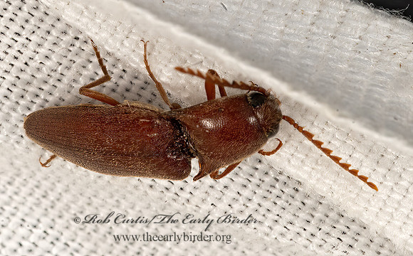 Mulsanteus  CLICK BEETLE 3038927z