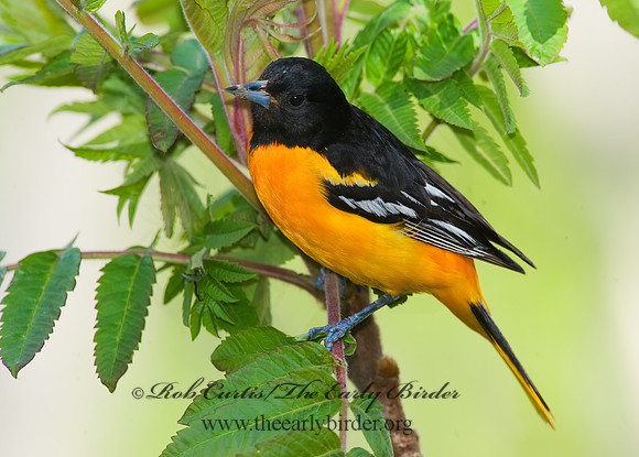 Icterus galbula  BALTIMORE ORIOLE  8003694z