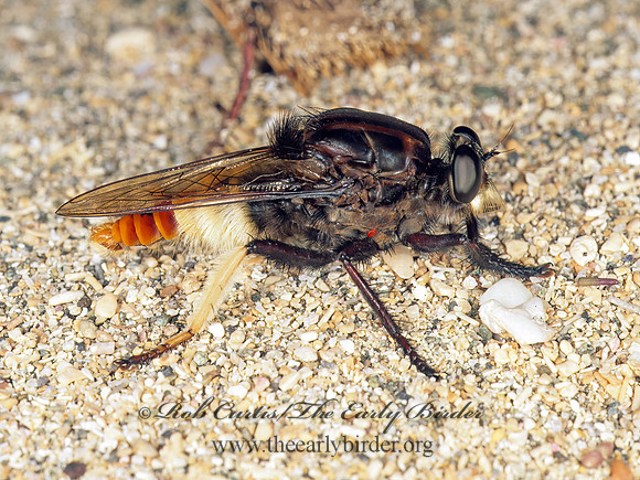 Eccritosia barbarata  ASILINAE ROBBER FLY 194012z