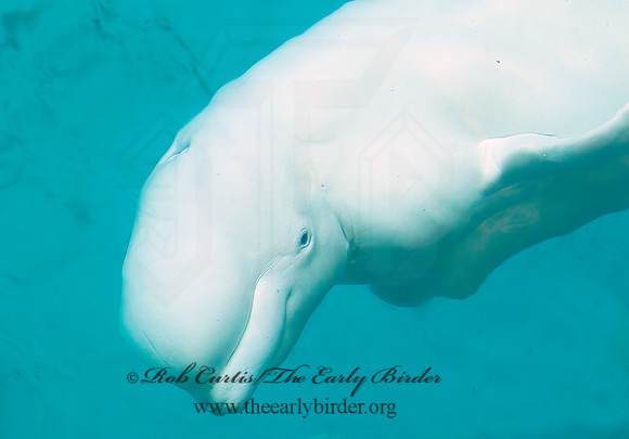 Delphinapterus leucas  BELUGA 4002719z