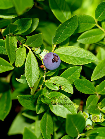 Vaccinium angustifolium  LOW SWEET BLUEBERRY 9031953z