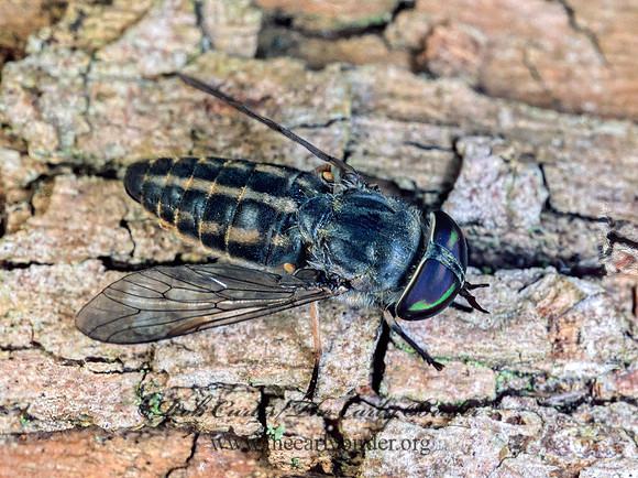 Tabanus lineola HORSE FLY 175331z