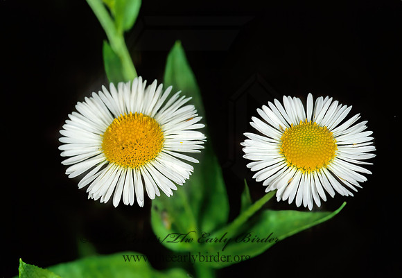 Erigeron annus  DAISY FLEABANE 1110709z