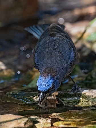 Passerina versicolor  VARIED BUNTING 3040425z