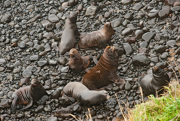 Zalophus californianus  CALIFORNIA SEA LION 8019733z