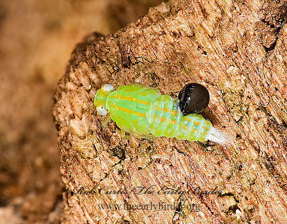 Thionia simplex 8006835 z