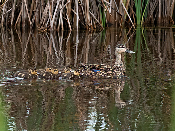 Anas fulvigula  MOTTLED DUCK 6040100z