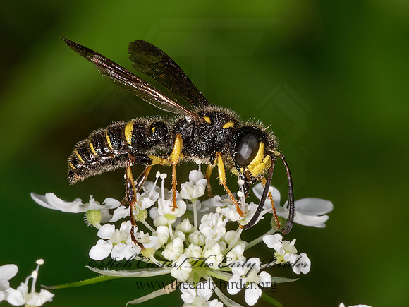 Cerceris  WEEVIL WASP 3022713z