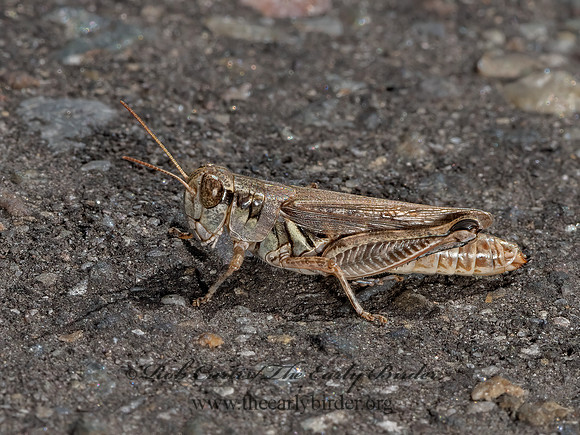 Melanoplus sanguinipes  MIGRATORY GRASSHOPPER 3024758z