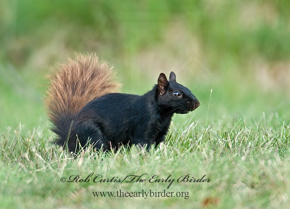 Sciurus carolinensis  EASTERN GRAY SQUIRREL 6005655z