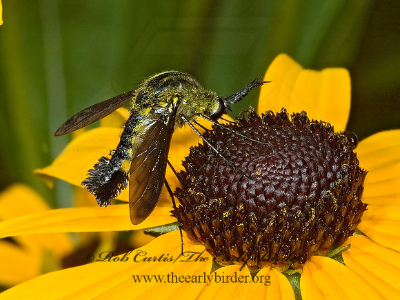 Lepidophora lepidocera  ECLIMINAE BEE FLY 5012440z
