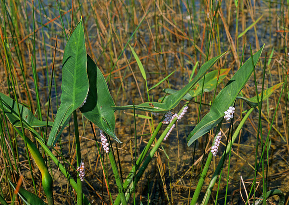 Pomacea paludosa FLORIDA APPLE SNAIL 248616z