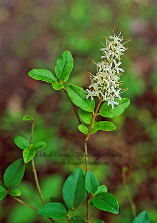 Ligustrum sinense  CHINESE PRIVET 165422z