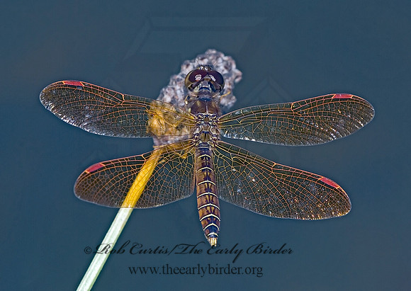 Perithemis tenera EASTERN AMBERWING 6012442 M