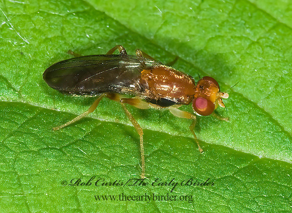 Chyliza apicalis  RUST FLY 6008450z