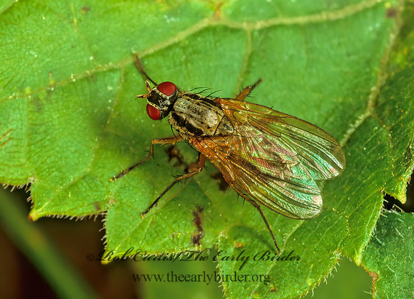 Eutrichota lipsia~  ROOT-MAGGOT FLY 115625 z