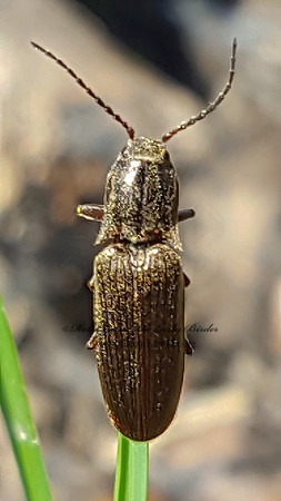 Sylvanelater cylindriformis  PROSTERNINI CLICK BEETLE 2000569z