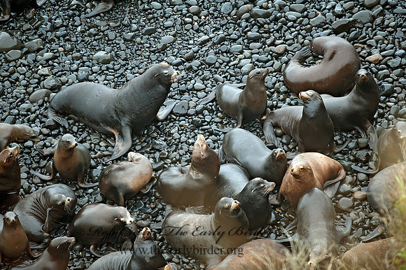 Zalophus californianus  CALIFORNIA SEA LION 8019712z