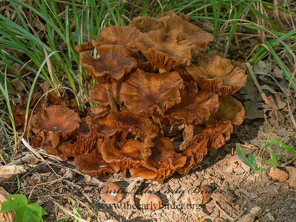 Armillaria tabescens  PHYSALACRIACEAE MUSHROOM 9041808z