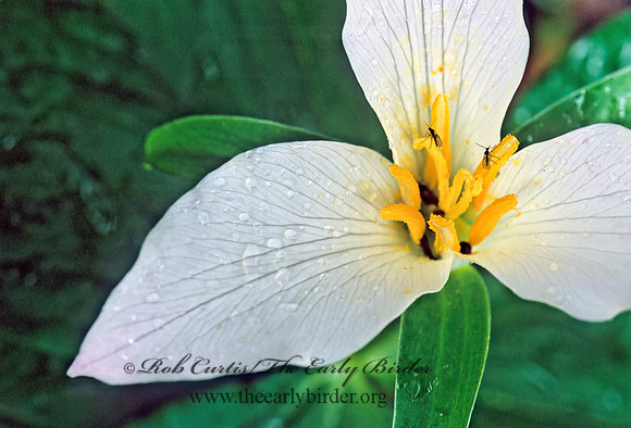 Trillium ovatum  WESTERN TRILLIUM 146526z