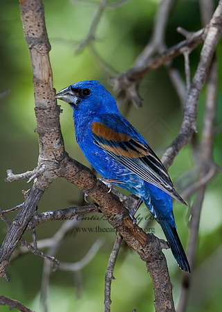 Guiraca caerulea  BLUE GROSBEAK 7006641z