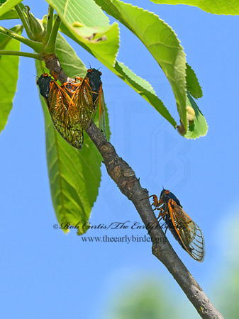 Magicicada cassinii  CASSIN'S PERIODICAL CICADA 3021411z