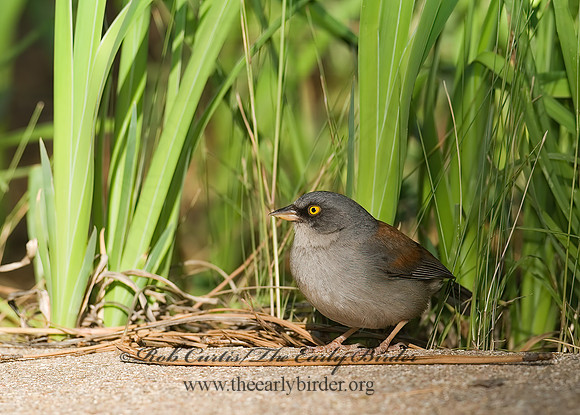 Junco phaeonotus  YELLOW-EYED JUNCO 6026889z