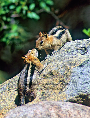 Callospermophilus lateralis  GOLDEN MANTLED SQUIRREL 112206z