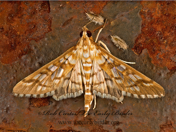 Epipagis fenestralis SPILOMELINAE SNOUT MOTH 9051366z