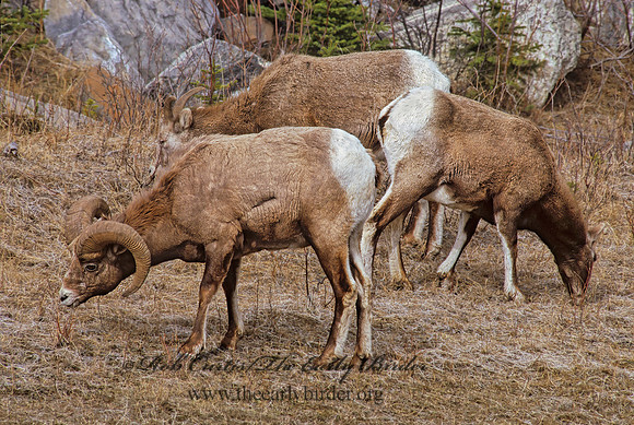 Ovis canadensis  BIGHORN SHEEP 223020z