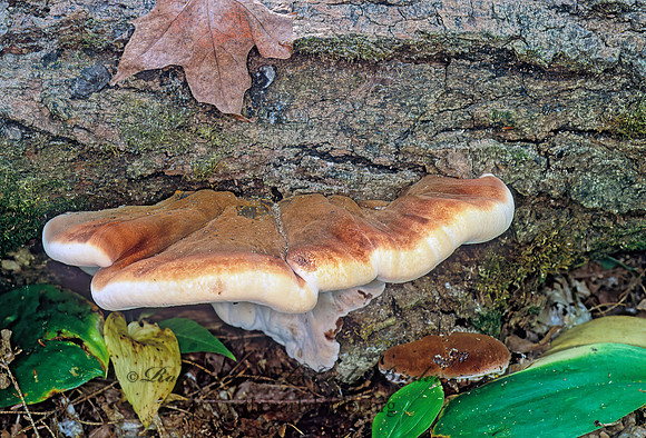 Ishnoderma resinosum CONIFERBASE POLYPORE 210406z